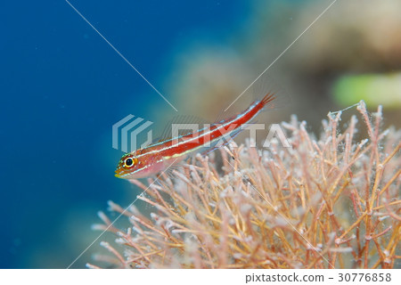 Tatejima snake Tatejima snake 30776858