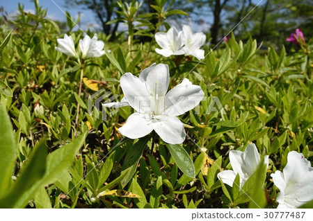 Azalea Azalea 30777487