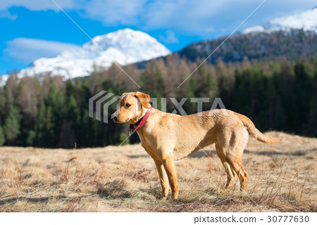 Labrador Retriever female walking in the mountains 30777630