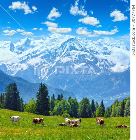 Herd cows on glade and Mont Blanc mountain 30777764