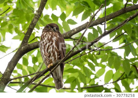 Aobazuku earthworm Owl owl Aoba summer 30778258