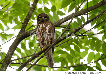 Aobazuku Earthworm Owl Owl Owl Aoba Summer Laptop gets up 30778259