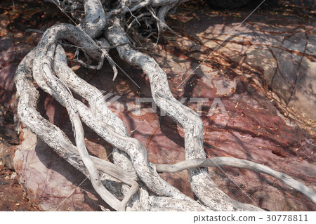 Wooden Root On Stone Wooden Root On Stone 30778811