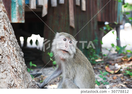 Funny Monkey Portrait Funny Monkey Portrait 30778812