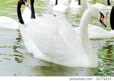 Swan in the lake 30778834