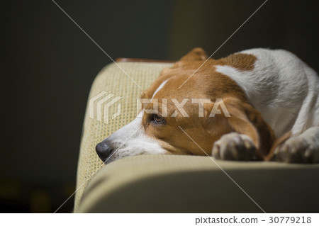 Closeup of beagle lying on sofa under the sun. Closeup of beagle lying on sofa under the sun. 30779218