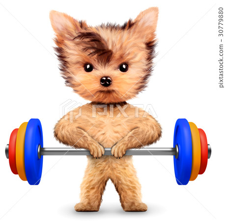 Funny dog training with barbell in sport gym Funny dog training with barbell in sport gym 30779880