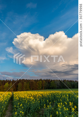 Big cloud over rapeseed field and forest Big cloud over rapeseed field and forest 30779998