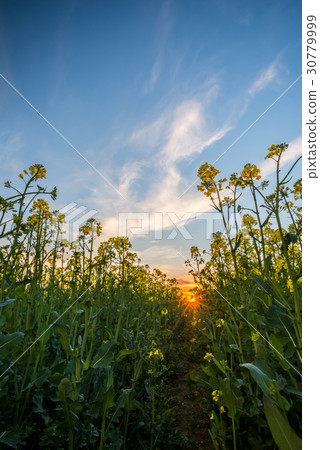 Low view from rapeseed field on sunset Low view from rapeseed field on sunset 30779999