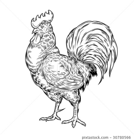 Vector illustration of a cock. 30780566