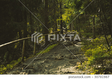 Bumpy path full of roots in mystical forest. Bumpy path full of roots in mystical forest. 30781987