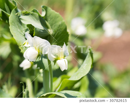 豌豆的花 30782615