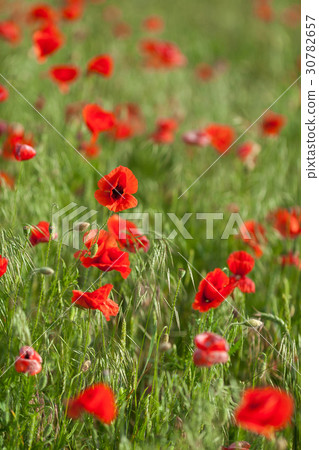 Poppy farming, nature, agriculture concept - 30782657