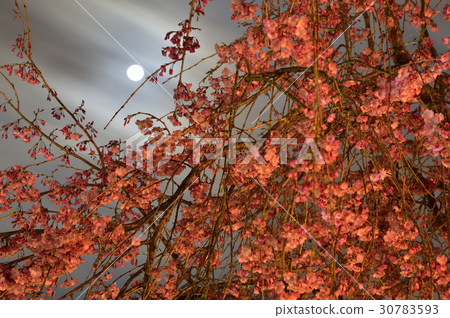 Fantastic night cherry tree 30783593