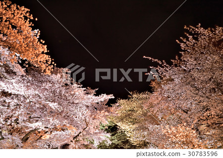 Fantastic night cherry tree 30783596