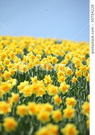 琵琶湖谷的黃水仙山 30784226