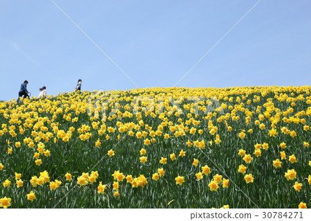 Daffodil hill of Lake Biwa valley 30784271