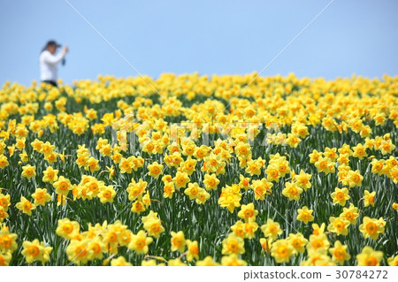 Daffodil hill of Lake Biwa valley 30784272