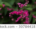 Pink Flower 30784418