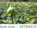 Green Lotus 30784419