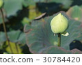 White Lotus 30784420