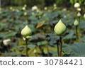 White lotus 30784421