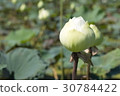 White lotus 30784422