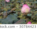 Pink lotus 30784423
