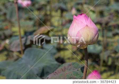 Pink lotus 30784423