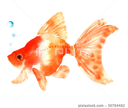 金魚水彩插圖 插圖素材 圖庫 金魚水彩插圖 插圖素材 圖庫