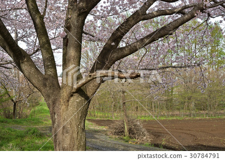 Mine Numeral Field: Cultivated land Mine Numeral Field: Cultivated land 30784791