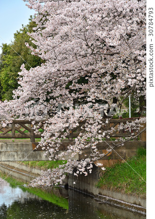 Meanuma稻田:盛開的櫻花替換水東邊緣 Meanuma稻田:盛開的櫻花替換水東邊緣 30784793
