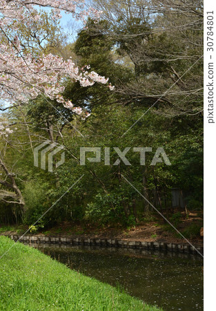 Meanuma paddy: a cherry tree in full bloom Replacement water east edge Meanuma paddy: a cherry tree in full bloom Replacement water east edge 30784801