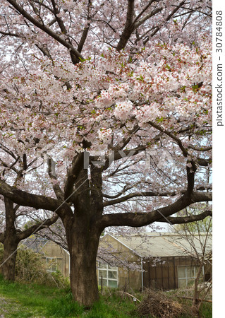 Meanuma paddy: a cherry tree in full bloom Replacement water east edge Meanuma paddy: a cherry tree in full bloom Replacement water east edge 30784808