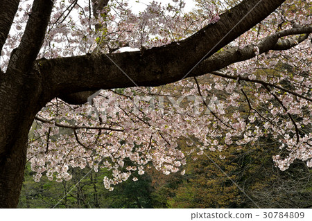 Meanuma paddy: a cherry tree in full bloom Replacement water east edge Meanuma paddy: a cherry tree in full bloom Replacement water east edge 30784809