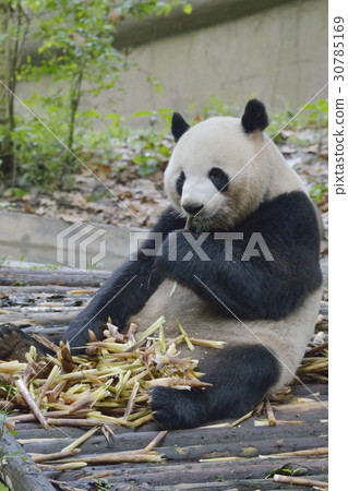 熊貓在吃飯 30785169
