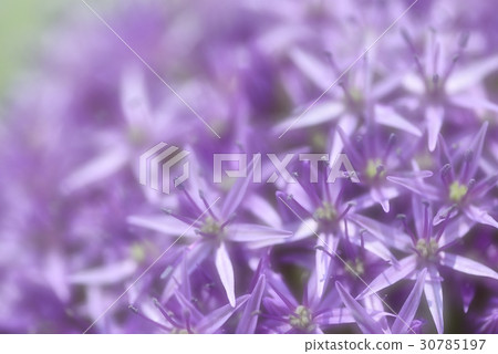 Allium Gigantium Allium Gigantium 30785197