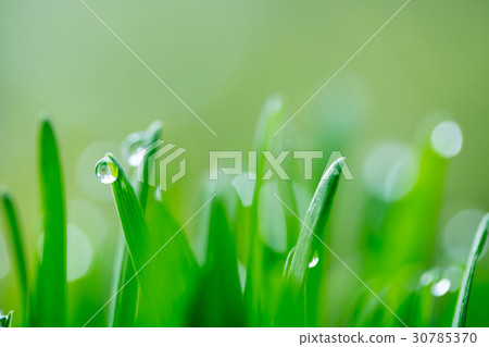 Grassroot Grassroot 30785370