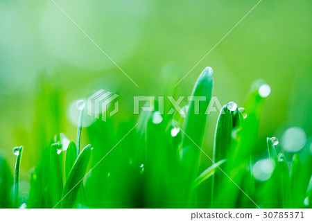 Grassroot Grassroot 30785371