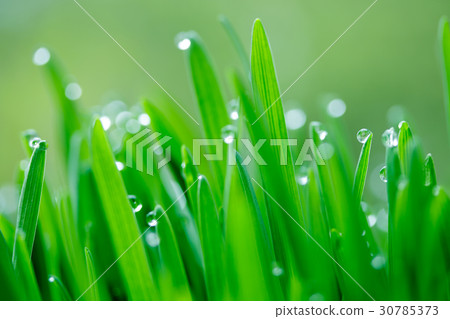 Grassroot Grassroot 30785373