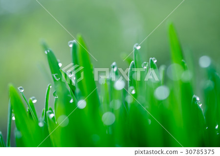 Grassroot Grassroot 30785375