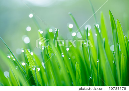 Grassroot Grassroot 30785376