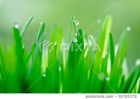Grassroot Grassroot 30785378