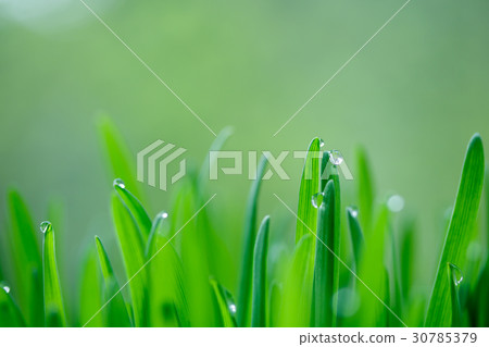 Grassroot Grassroot 30785379