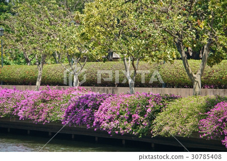 Bougainvillea, Bougainvillea flower (Bougainvillea, Bougain Villea) 30785408