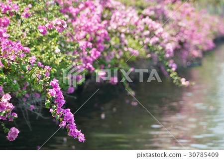 Image of the park, flowerbed image, Bougainvillea, Bougainvillea flowers Image of the park, flowerbed image, Bougainvillea, Bougainvillea flowers 30785409