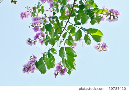 Cherry blossoms in Thailand, Banaba, Olana sparrow (Banaba, Lagerstroemia speciosa) Cherry blossoms in Thailand, Banaba, Olana sparrow (Banaba, Lagerstroemia speciosa) 30785410