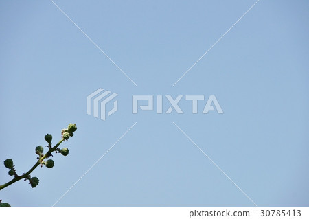 Banaba，Oobana紫薇和天空 30785413
