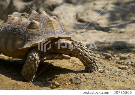 Animals 30785806