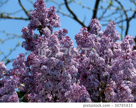 Thornhill lilac branchs 2017 30785815
